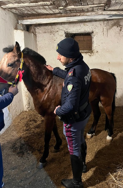 Picanello, cavallo rinchiuso in un box angusto e buio, denunciato un 51enne 